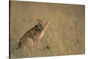Lion Cub Sitting in Grass-Paul Souders-Stretched Canvas