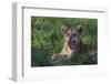 Lion Cub Snarling-DLILLC-Framed Photographic Print