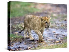 Lion Cub Walking in the Bush, Maasai Mara, Kenya-Joe Restuccia III-Stretched Canvas