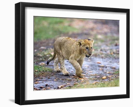 Lion Cub Walking in the Bush, Maasai Mara, Kenya-Joe Restuccia III-Framed Photographic Print