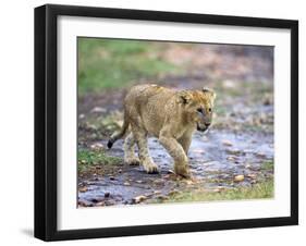 Lion Cub Walking in the Bush, Maasai Mara, Kenya-Joe Restuccia III-Framed Photographic Print