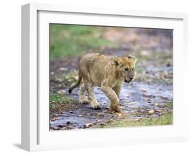 Lion Cub Walking in the Bush, Maasai Mara, Kenya-Joe Restuccia III-Framed Photographic Print