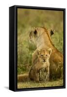 Lion Cub with Mother-null-Framed Stretched Canvas
