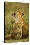 Lion Cub with Mother-null-Stretched Canvas