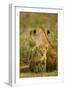 Lion Cub with Mother-null-Framed Photographic Print