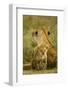 Lion Cub with Mother-null-Framed Photographic Print