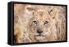 Lion Cub-Howard Ruby-Framed Stretched Canvas