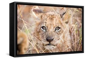 Lion Cub-Howard Ruby-Framed Stretched Canvas