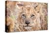 Lion Cub-Howard Ruby-Stretched Canvas