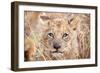 Lion Cub-Howard Ruby-Framed Premium Photographic Print