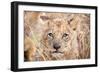 Lion Cub-Howard Ruby-Framed Premium Photographic Print