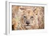 Lion Cub-Howard Ruby-Framed Premium Photographic Print