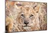 Lion Cub-Howard Ruby-Mounted Premium Photographic Print