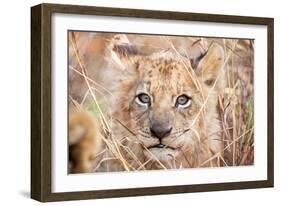 Lion Cub-Howard Ruby-Framed Photographic Print