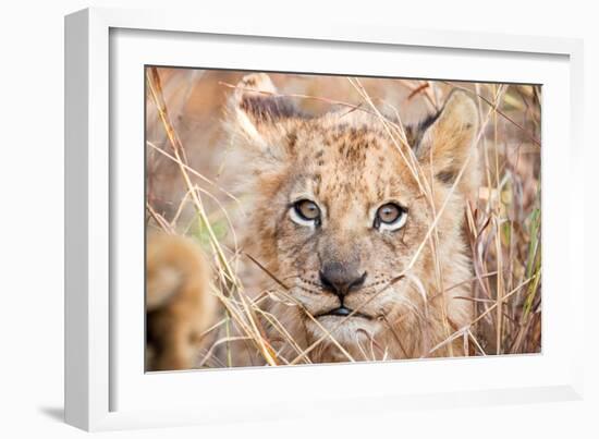 Lion Cub-Howard Ruby-Framed Photographic Print