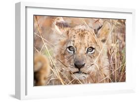 Lion Cub-Howard Ruby-Framed Photographic Print