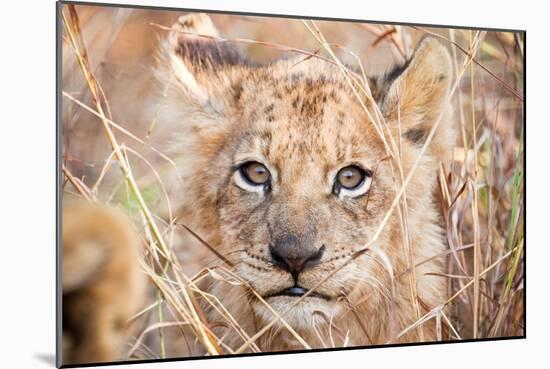 Lion Cub-Howard Ruby-Mounted Photographic Print