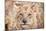 Lion Cub-Howard Ruby-Mounted Photographic Print