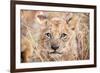 Lion Cub-Howard Ruby-Framed Photographic Print