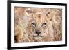 Lion Cub-Howard Ruby-Framed Photographic Print