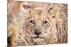 Lion Cub-Howard Ruby-Mounted Photographic Print