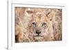 Lion Cub-Howard Ruby-Framed Photographic Print