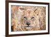 Lion Cub-Howard Ruby-Framed Photographic Print