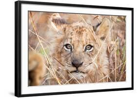 Lion Cub-Howard Ruby-Framed Photographic Print