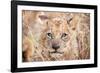 Lion Cub-Howard Ruby-Framed Photographic Print