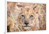 Lion Cub-Howard Ruby-Framed Photographic Print