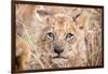 Lion Cub-Howard Ruby-Framed Photographic Print