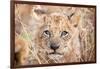 Lion Cub-Howard Ruby-Framed Photographic Print