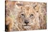 Lion Cub-Howard Ruby-Stretched Canvas