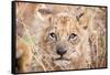 Lion Cub-Howard Ruby-Framed Stretched Canvas