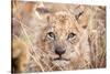 Lion Cub-Howard Ruby-Stretched Canvas