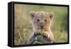 Lion Cub-null-Framed Stretched Canvas