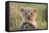 Lion Cub-null-Framed Stretched Canvas