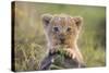 Lion Cub-null-Stretched Canvas