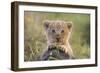 Lion Cub-null-Framed Premium Photographic Print