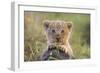 Lion Cub-null-Framed Premium Photographic Print