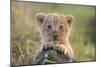 Lion Cub-null-Mounted Premium Photographic Print