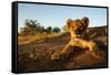 Lion Cub-Julian W.-Framed Stretched Canvas