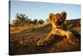 Lion Cub-Julian W.-Stretched Canvas