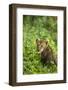 Lion Cub-null-Framed Photographic Print