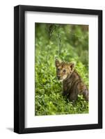 Lion Cub-null-Framed Photographic Print