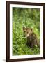 Lion Cub-null-Framed Photographic Print