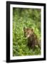 Lion Cub-null-Framed Photographic Print