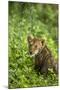 Lion Cub-null-Mounted Photographic Print