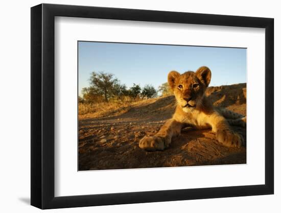 Lion Cub-Julian W.-Framed Photographic Print