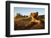 Lion Cub-Julian W.-Framed Photographic Print